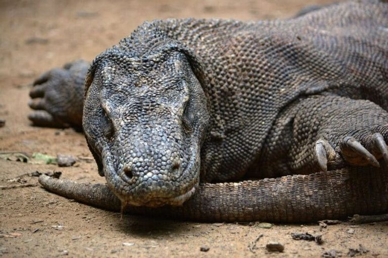 Komodo Dragon Animal in Labuan Bajo