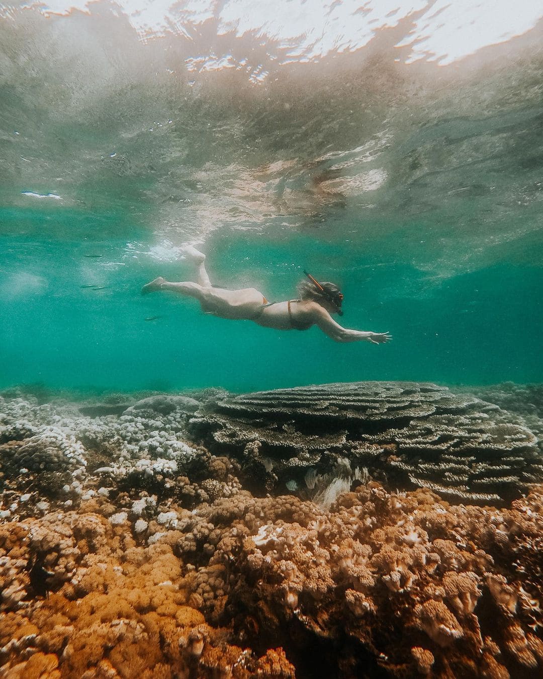 Labuan Bajo Snorkeling in Pink Beach Komodo National Park near Komodo Island Komodo Island Trip