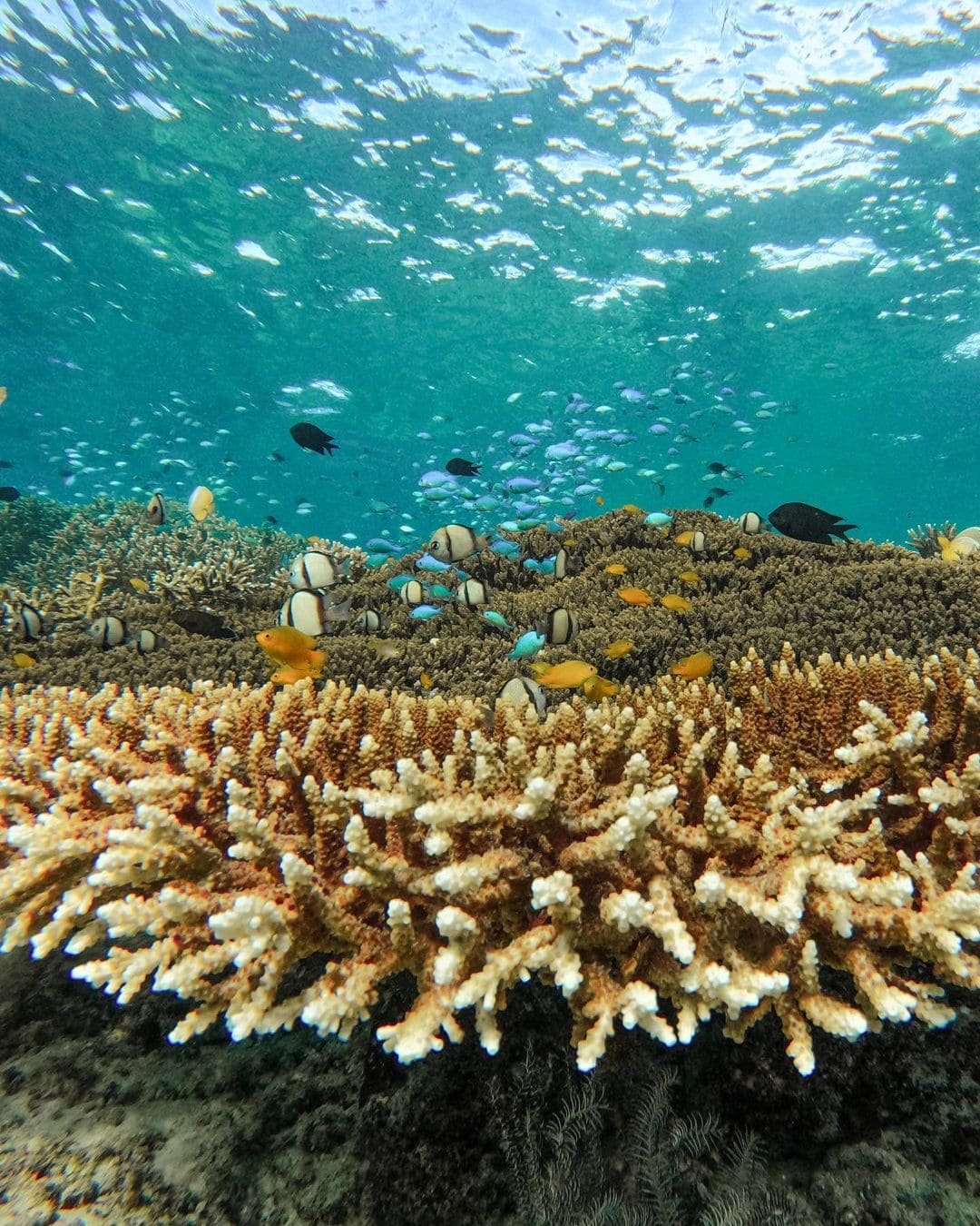 Coral Reef in Komodo Island