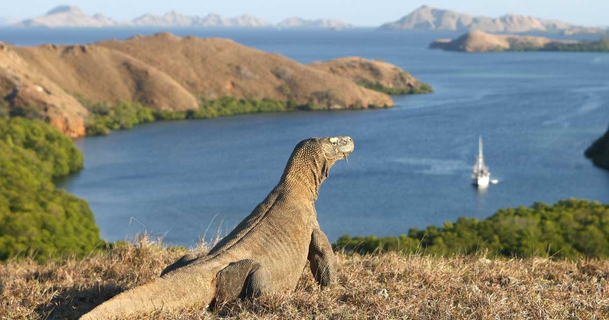 Komodo island trip