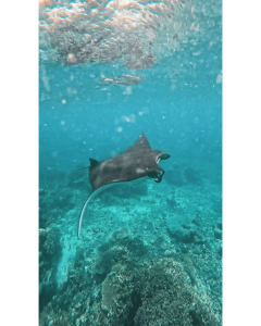 manta rays swimming freely during a Komodo tour snorkeling session